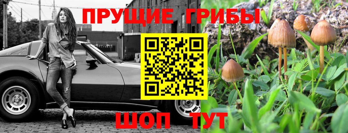 Галлюциногенные грибы Psilocybine cubensis Шелехов